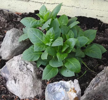 Belladonna, Official (Atropa belladonna) seeds, organic
