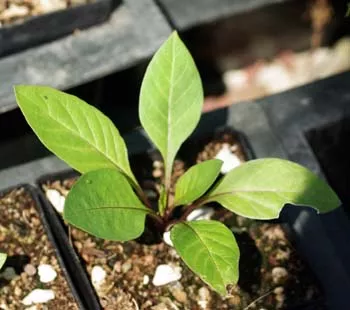 Belladonna, Turkmenistan (Atropa komarovii) potted plant, organic