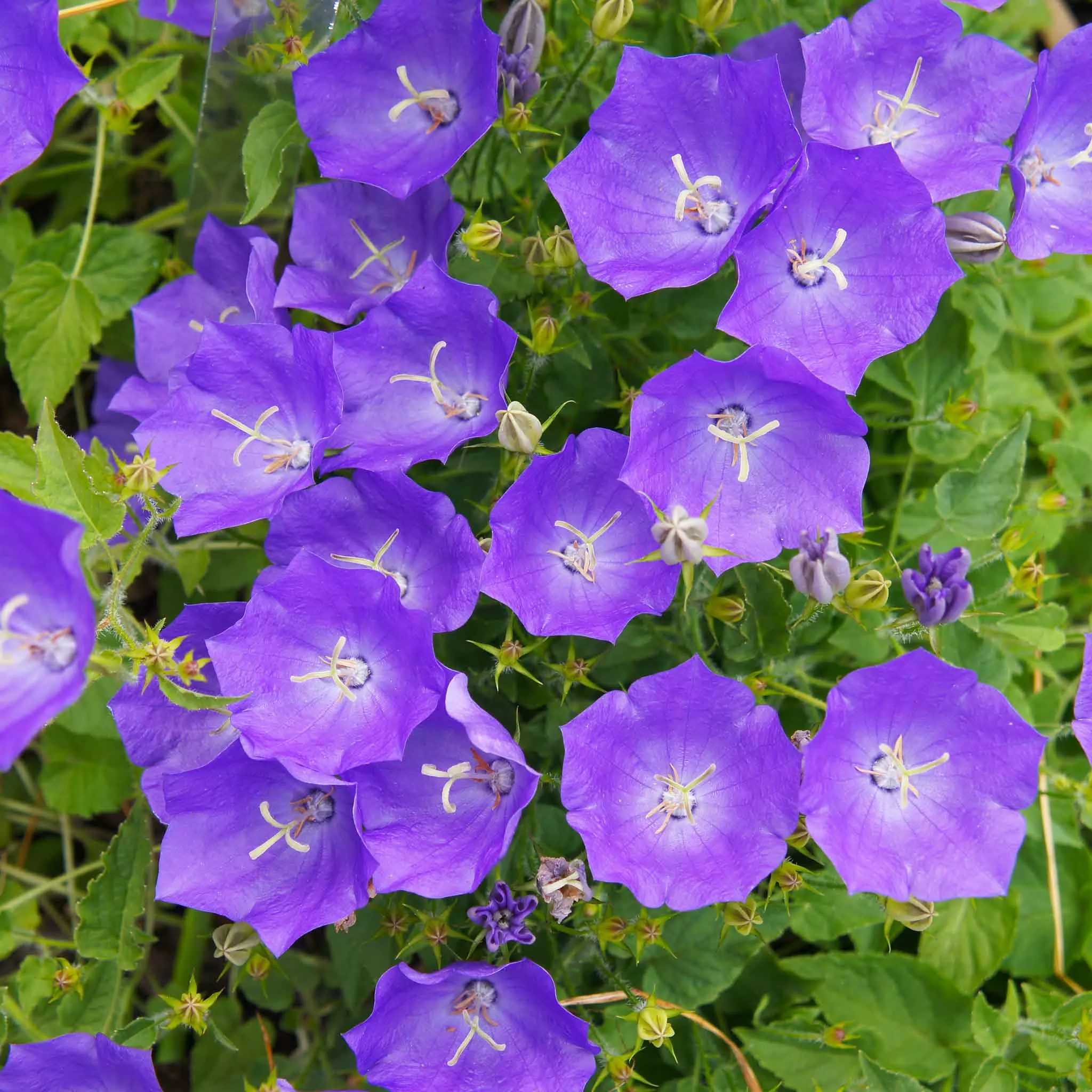 bellflower-seeds-tussock-bellflower Bellflower Seeds - Tussock Bellflower