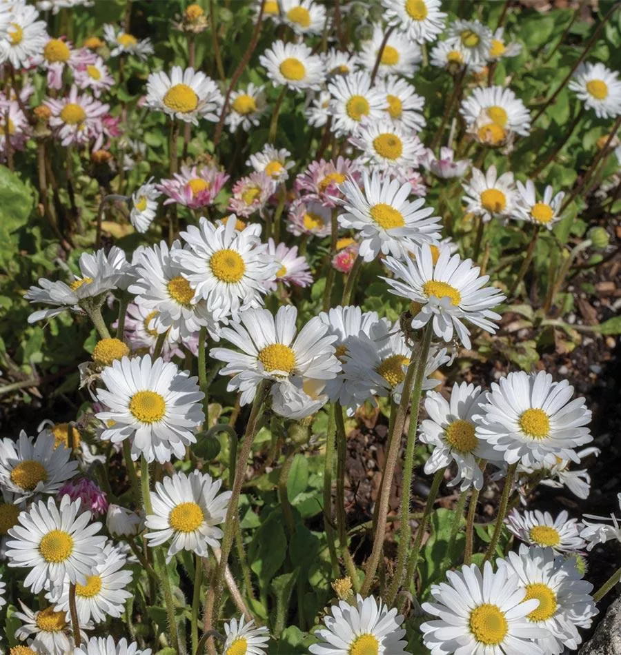 bellis-english-daisy Bellis English Daisy