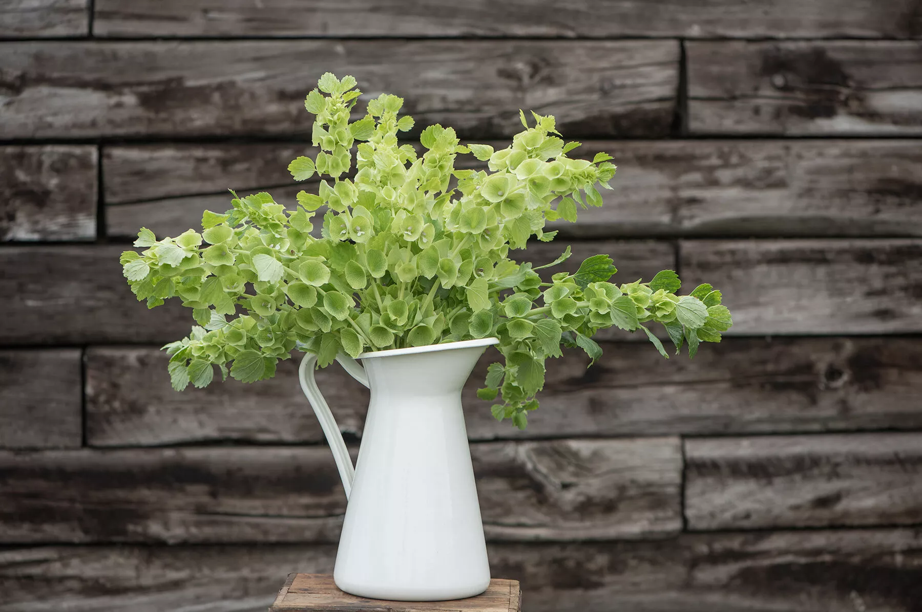 Bells of Ireland Flower Seed