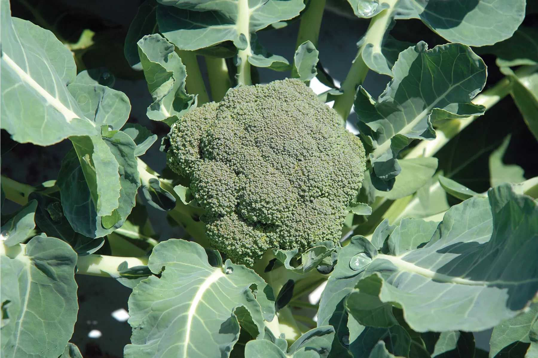 Belstar Organic (F1) Broccoli Seed