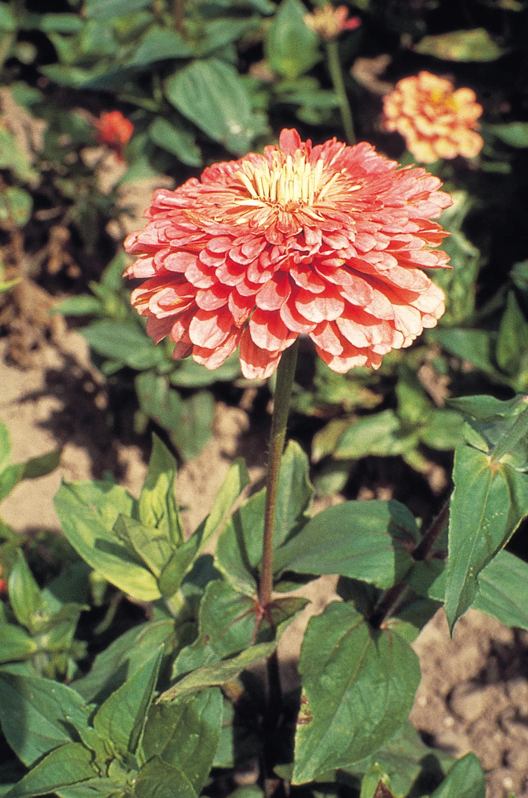 benary-s-giant-salmon-rose Benary's Giant Salmon Rose
