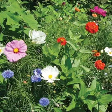 beneficial-attractant-flower-mix-sow-true-seed Beneficial Attractant Flower Mix Sow True Seed