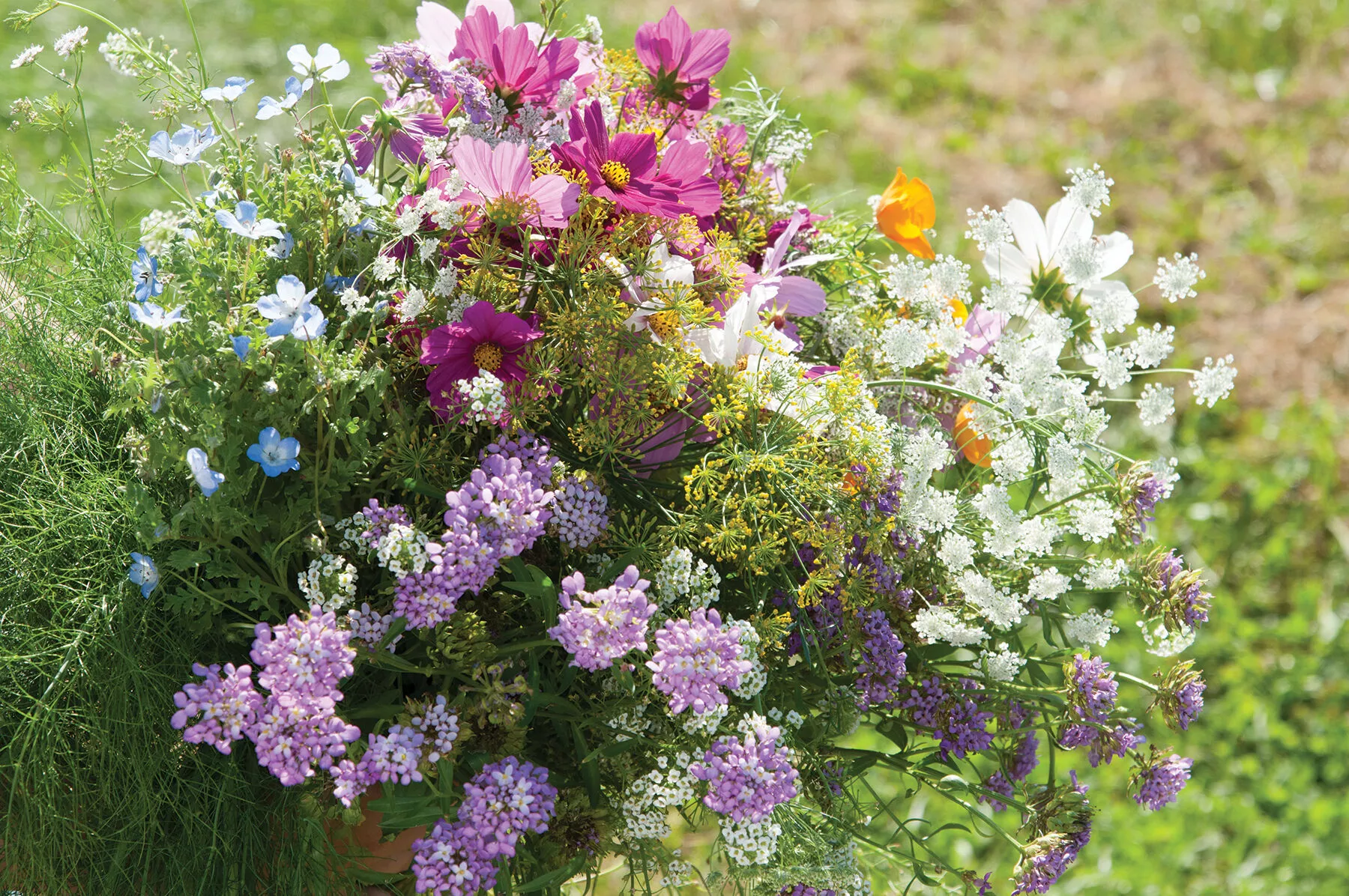 beneficial-insect-attractant-mix-flower-seed Beneficial Insect Attractant Mix Flower Seed