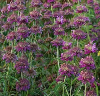bergamot-lemon-monarda-citriodora-packet-100-seeds Bergamot, Lemon (Monarda citriodora), packet of 100 seeds