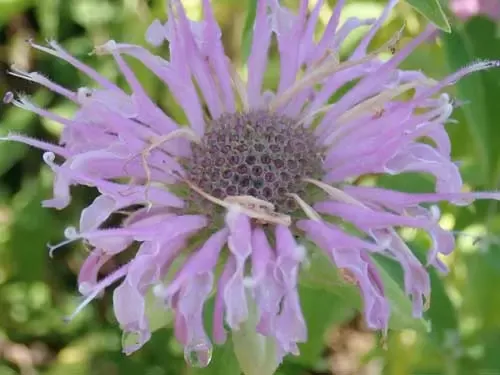 bergamot-set-4-seed-packets-bergamots-lavender-lemon-sweetleaf-yellow-dotted-min Bergamot Set (4 seed packets): Bergamots–Lavender, Lemon, Sweetleaf, Yellow Dotted Mint