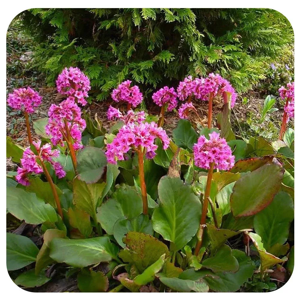 bergenia-cordfolia Bergenia cordfolia