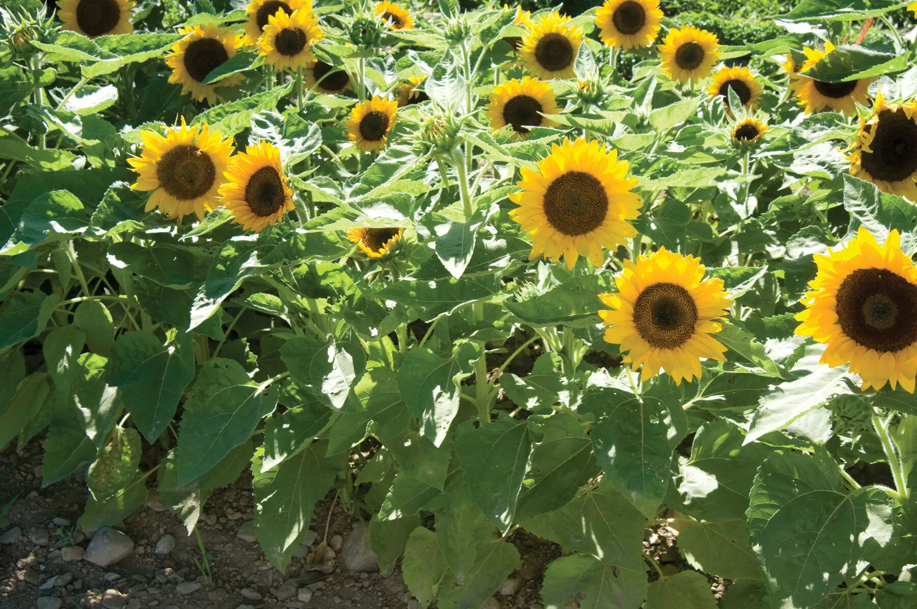 Big Smile Sunflower Seed