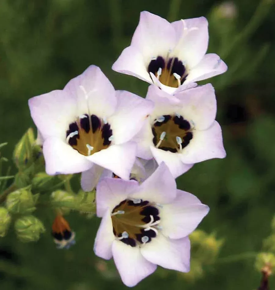 bird-s-eyes-gilia Bird's Eyes Gilia
