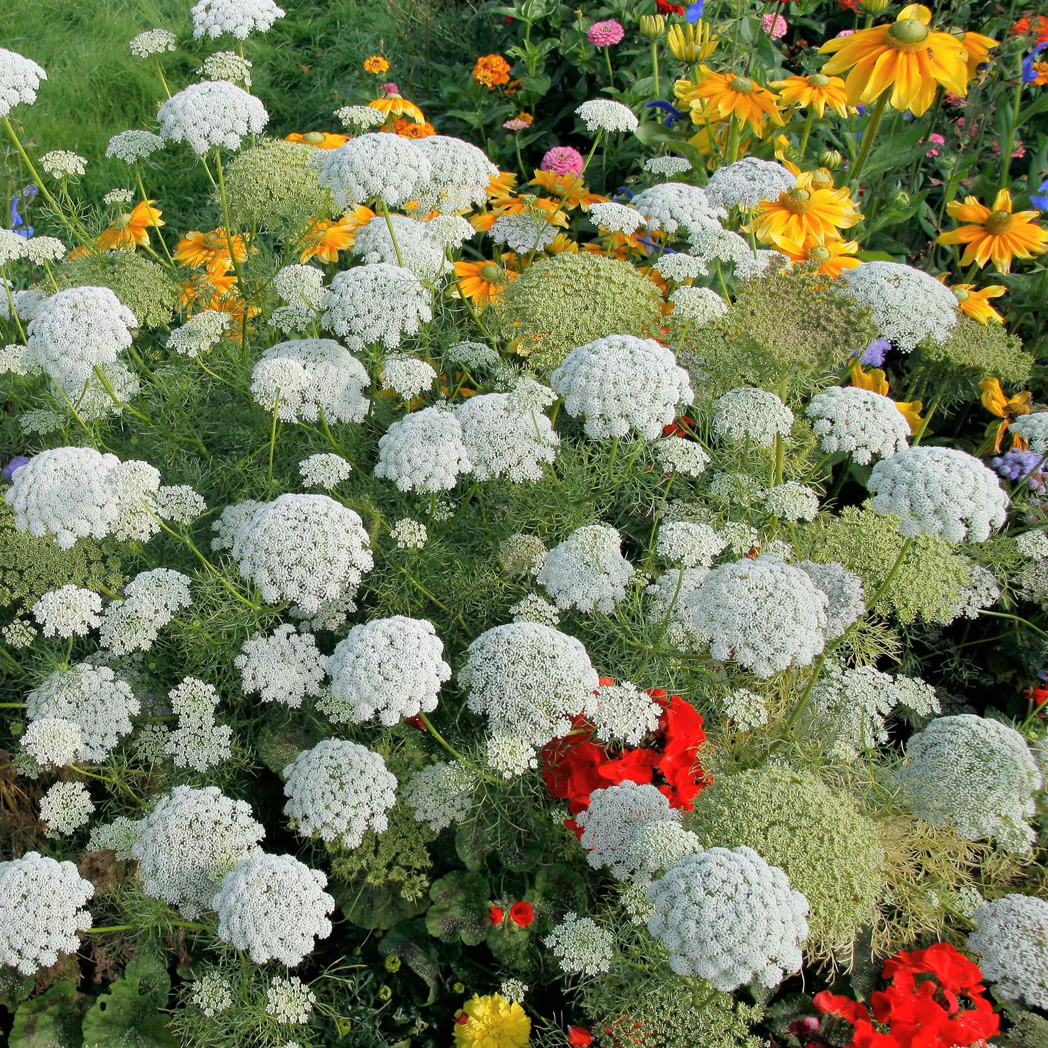 bishop-s-flower-seeds Bishop's Flower Seeds