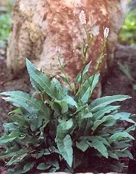 bistort-polygonum-bistorta-packet-30-seeds Bistort (Polygonum bistorta), packet of 30 seeds