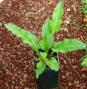 bistort-polygonum-bistorta-potted-plant-organic Bistort (Polygonum bistorta) potted plant, organic