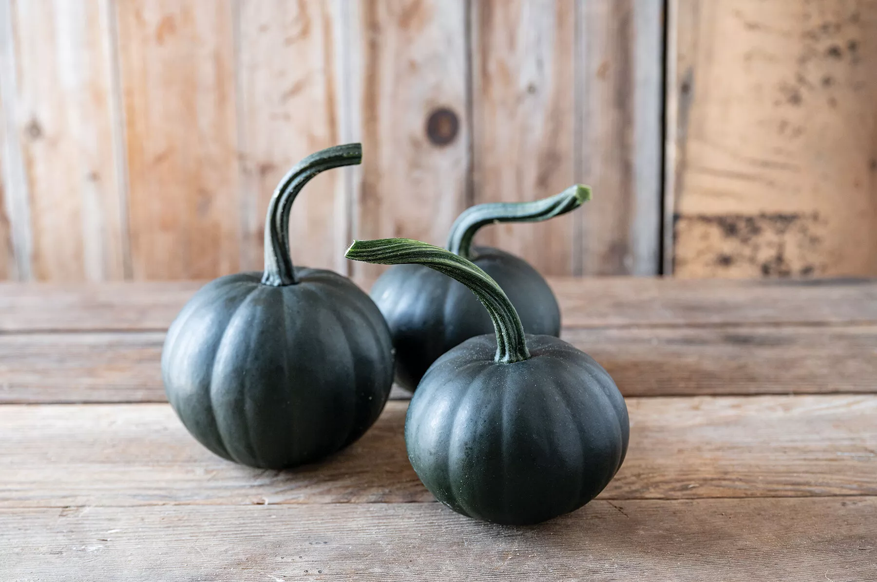 Black Bear (F1) Pumpkin Seed