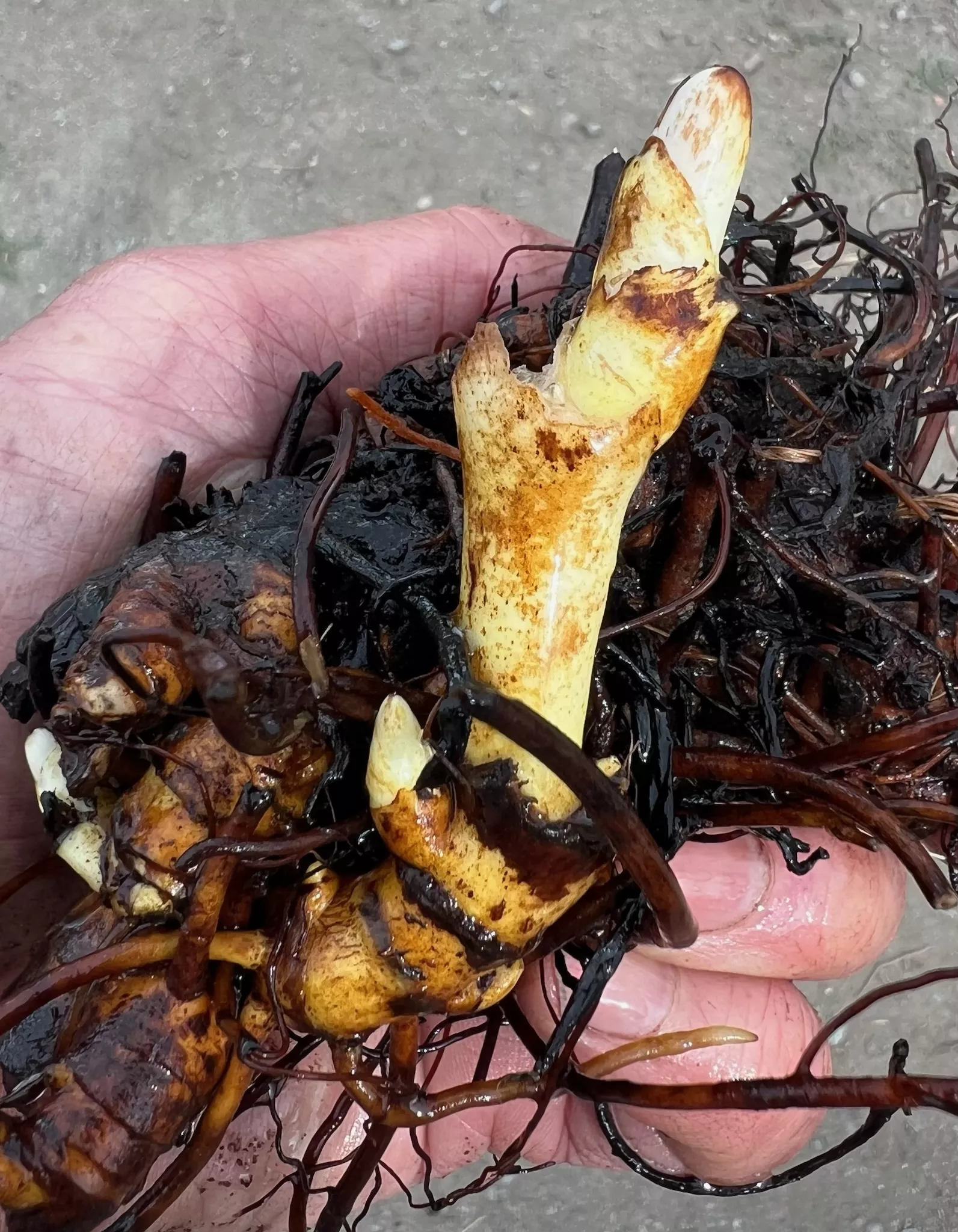 black-cohosh-live-root-cimicifuga-racemosa-organic Black Cohosh Live Root (Cimicifuga racemosa), organic