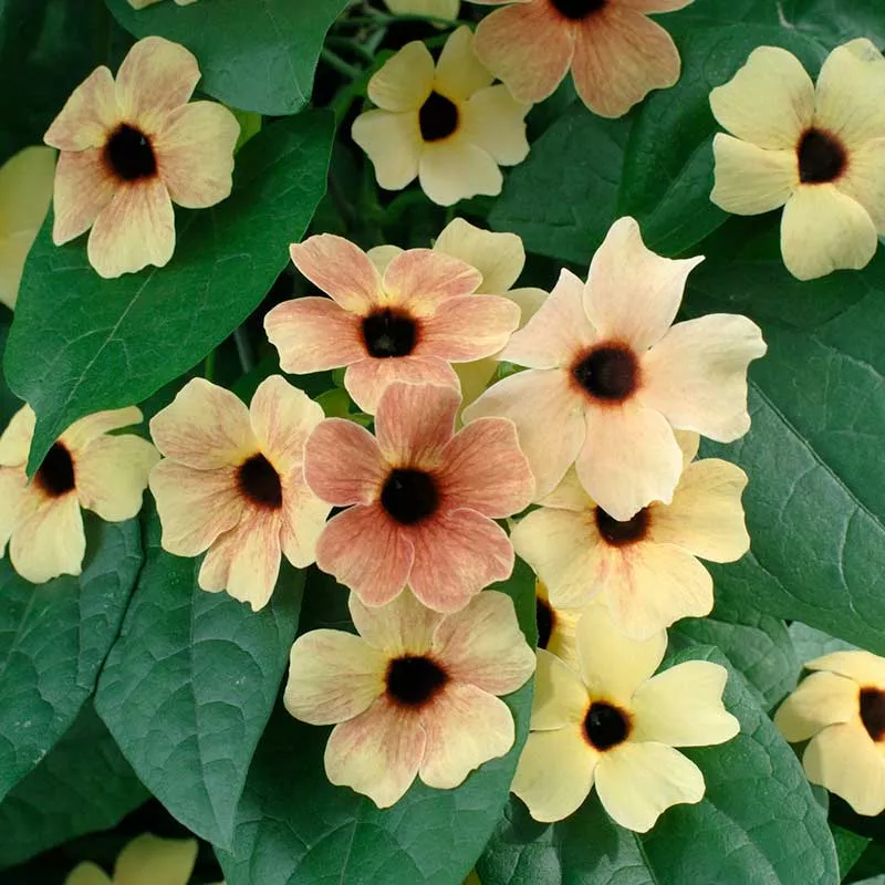 black-eyed-susan-seeds-african-sunset-mix Black Eyed Susan Seeds - African Sunset Mix