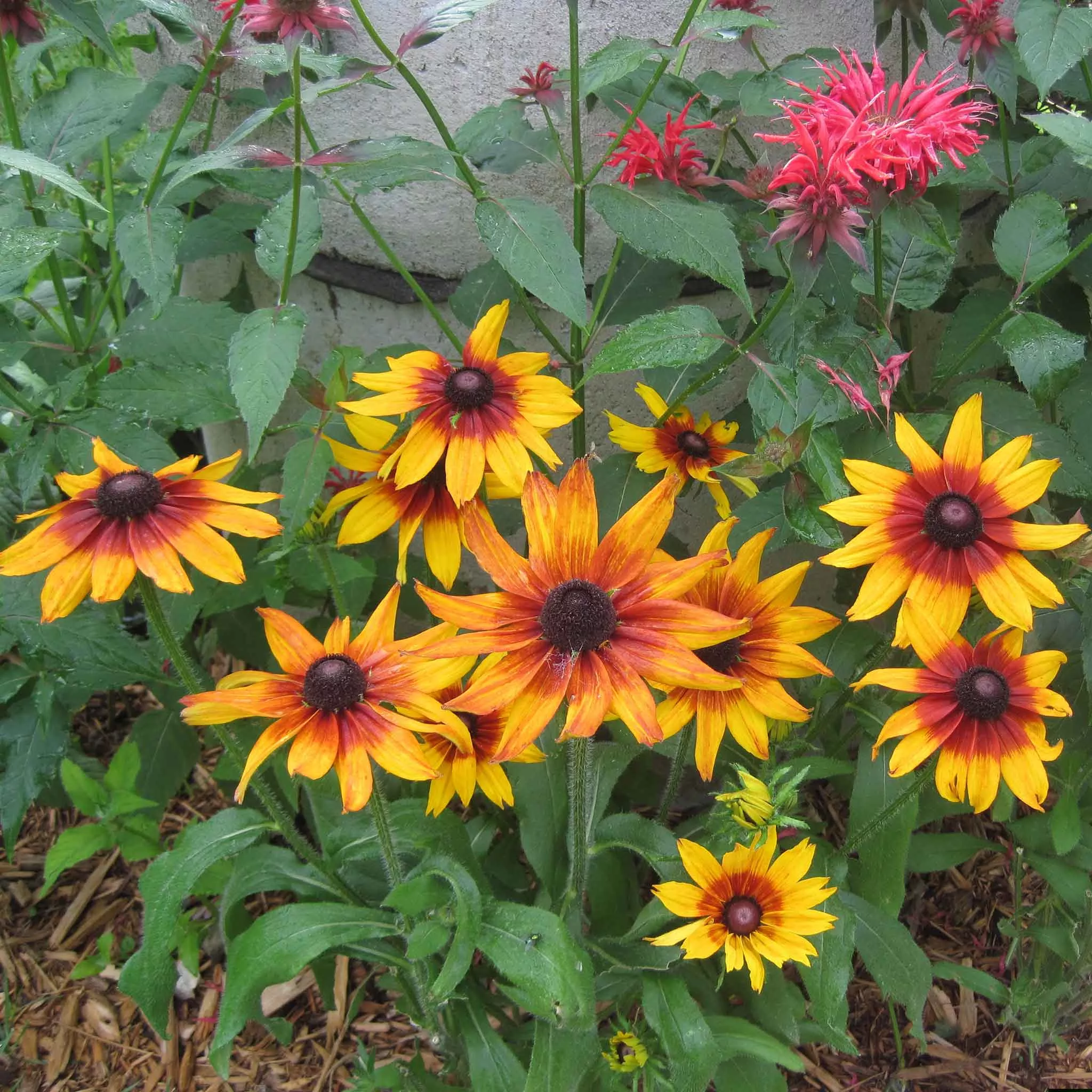 black-eyed-susan-seeds-autumn-forest Black Eyed Susan Seeds - Autumn Forest