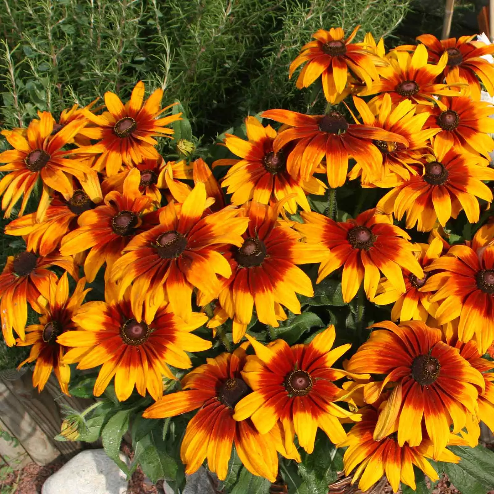 black-eyed-susan-seeds-cappuccino Black Eyed Susan Seeds - Cappuccino