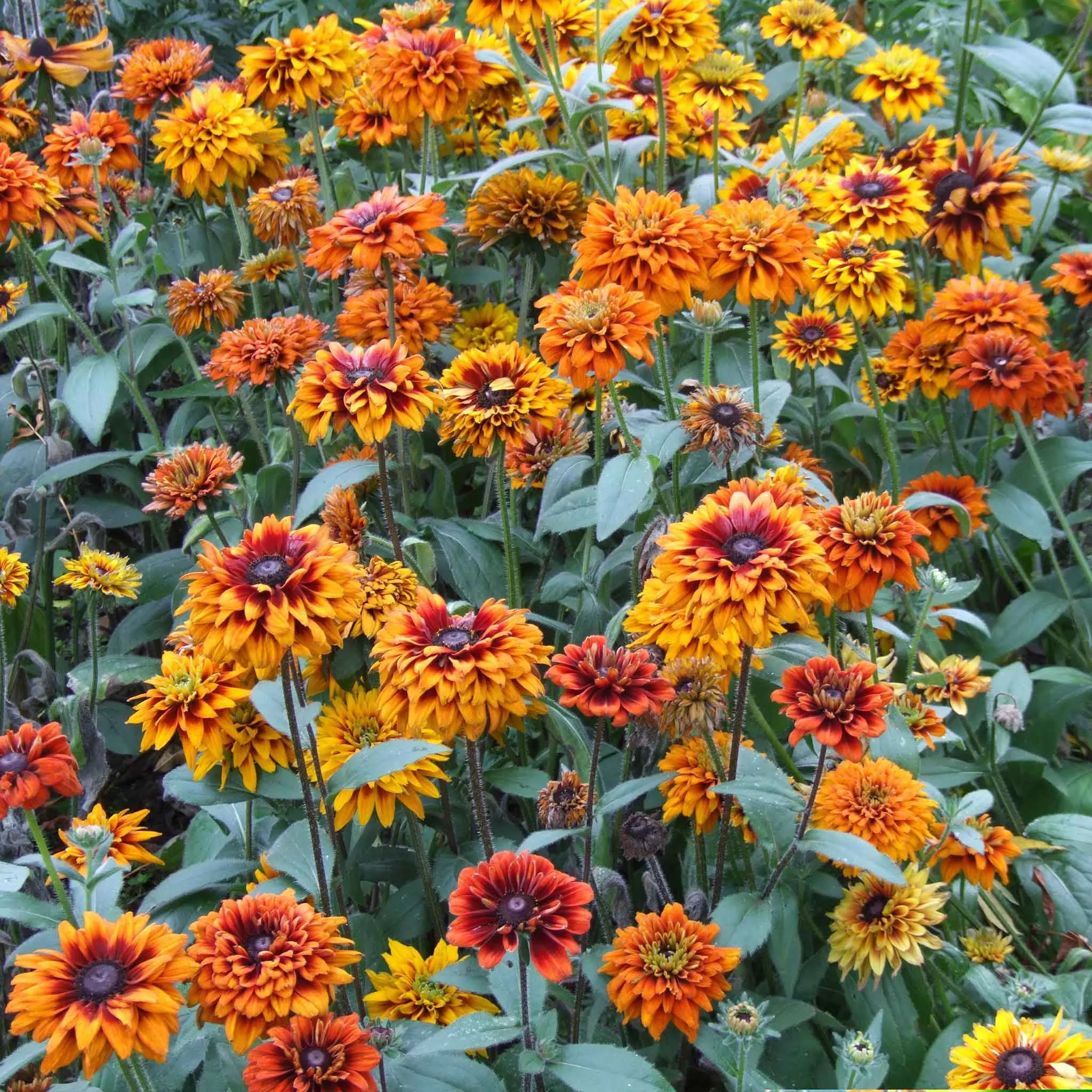 black-eyed-susan-seeds-cherokee-sunset Black Eyed Susan Seeds - Cherokee Sunset