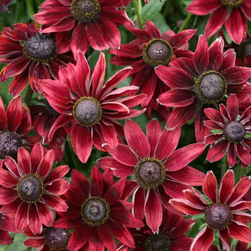 black-eyed-susan-seeds-cherry-brandy Black Eyed Susan Seeds - Cherry Brandy