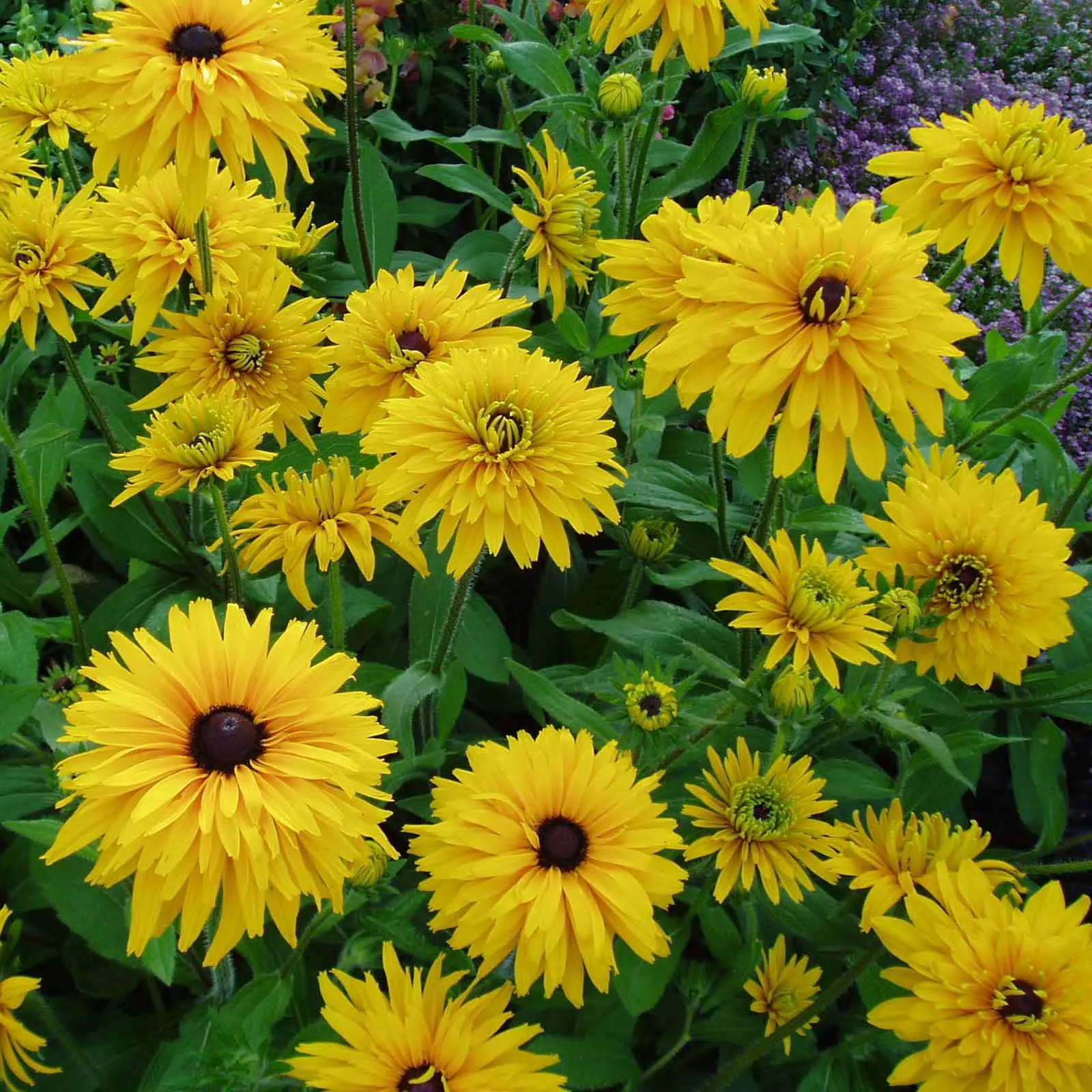 black-eyed-susan-seeds-double-golden-gloriosa Black Eyed Susan Seeds - Double Golden Gloriosa