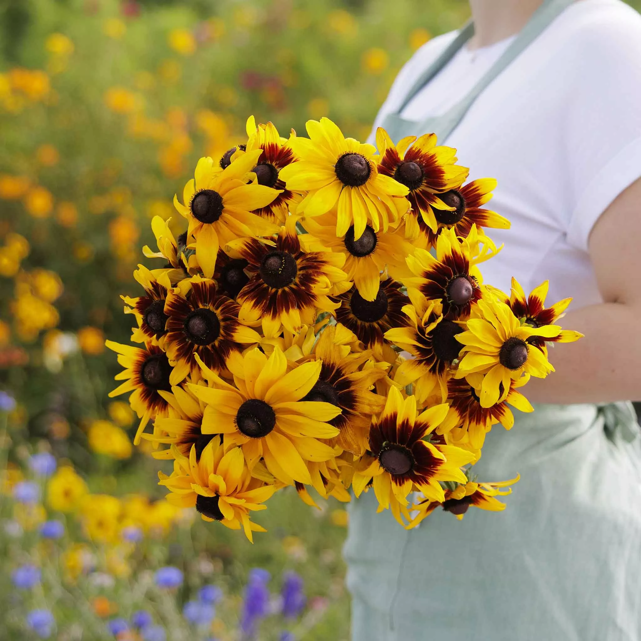 black-eyed-susan-seeds-gloriosa-daisy-mix Black Eyed Susan Seeds - Gloriosa Daisy Mix