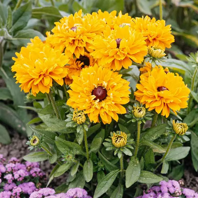 Black Eyed Susan Seeds - Goldilocks