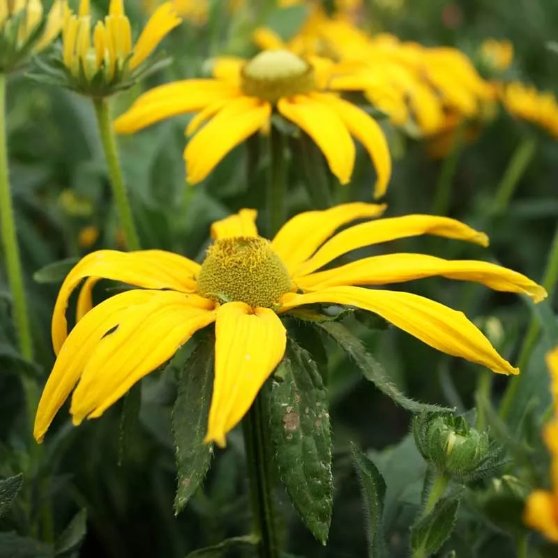 black-eyed-susan-seeds-green-eyes Black Eyed Susan Seeds - Green Eyes