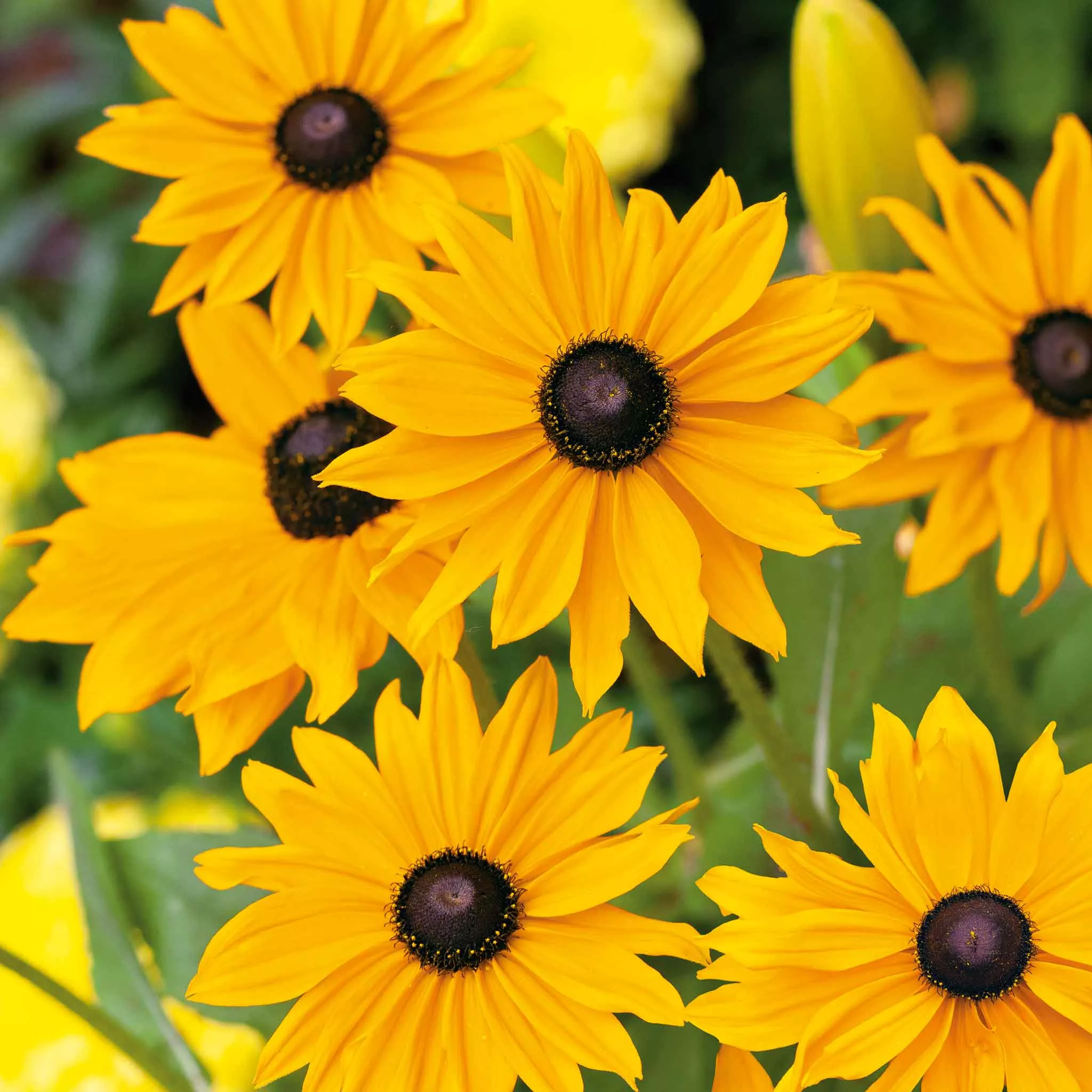 black-eyed-susan-seeds-marmalade Black Eyed Susan Seeds - Marmalade