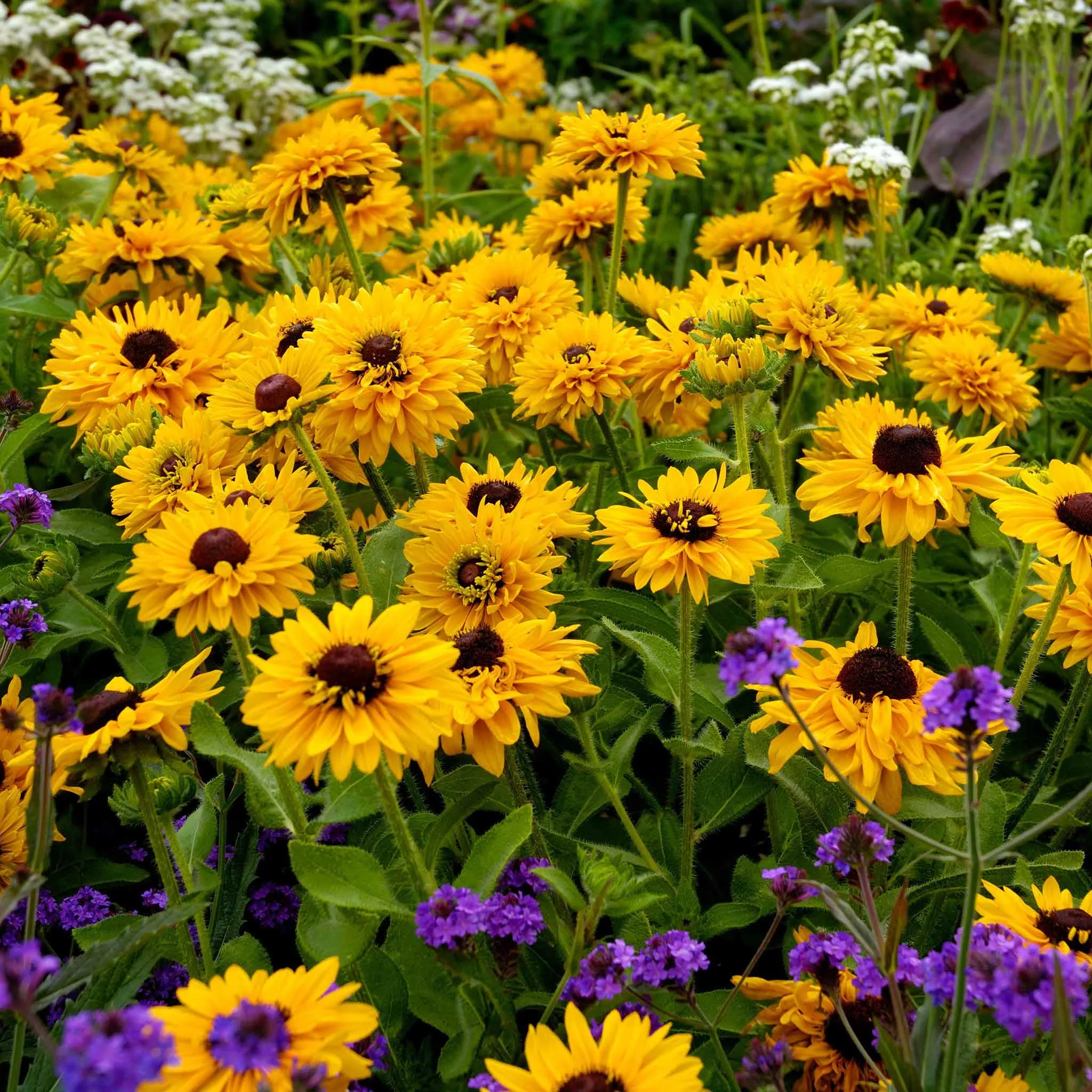 black-eyed-susan-seeds-maya Black Eyed Susan Seeds - Maya