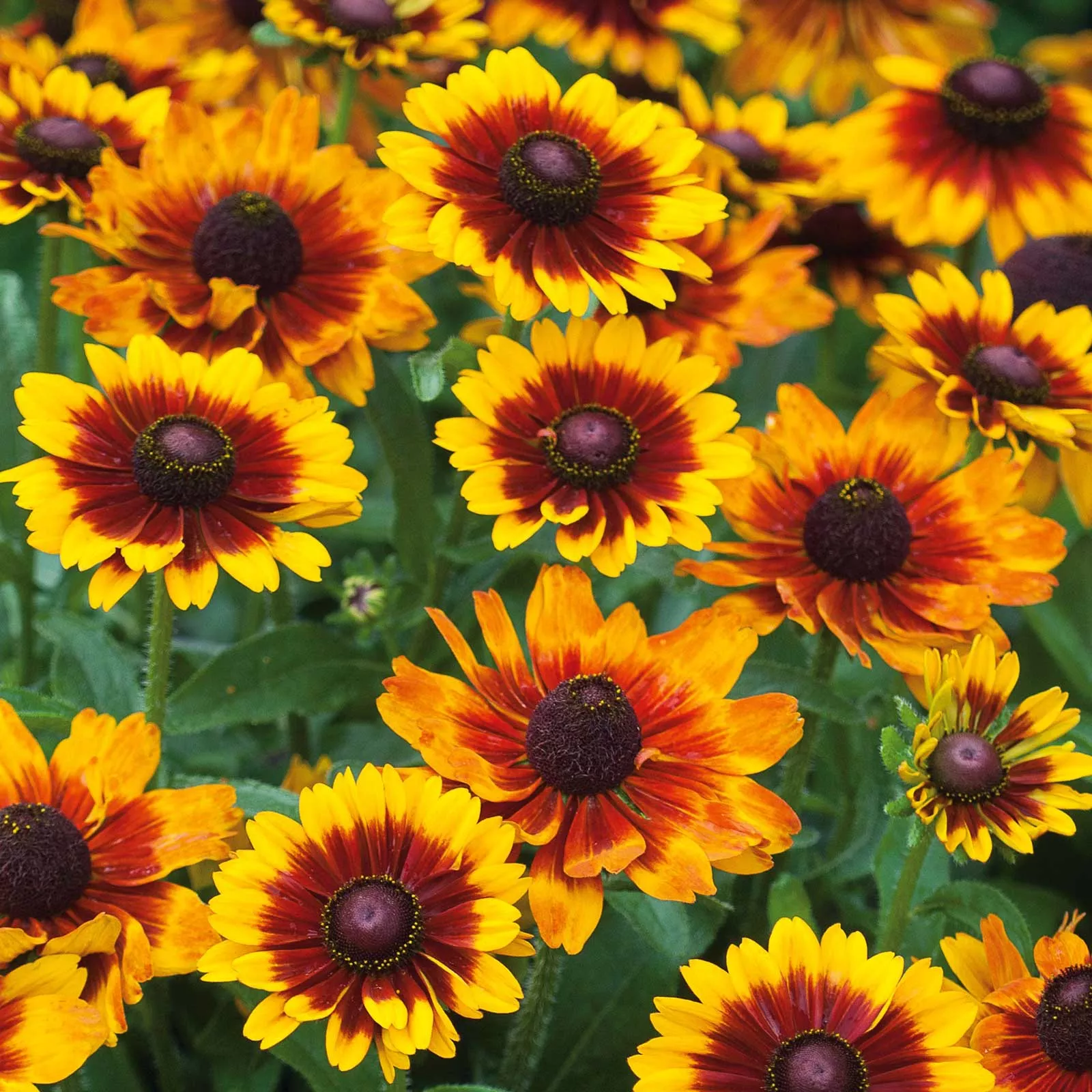 black-eyed-susan-seeds-toto-rustic Black Eyed Susan Seeds - Toto Rustic