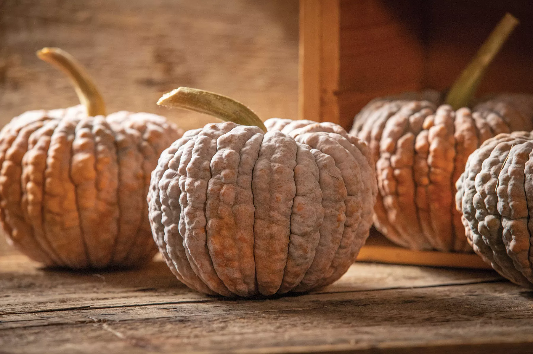 black-futsu-organic-butternut-squash-seed Black Futsu Organic Butternut Squash Seed