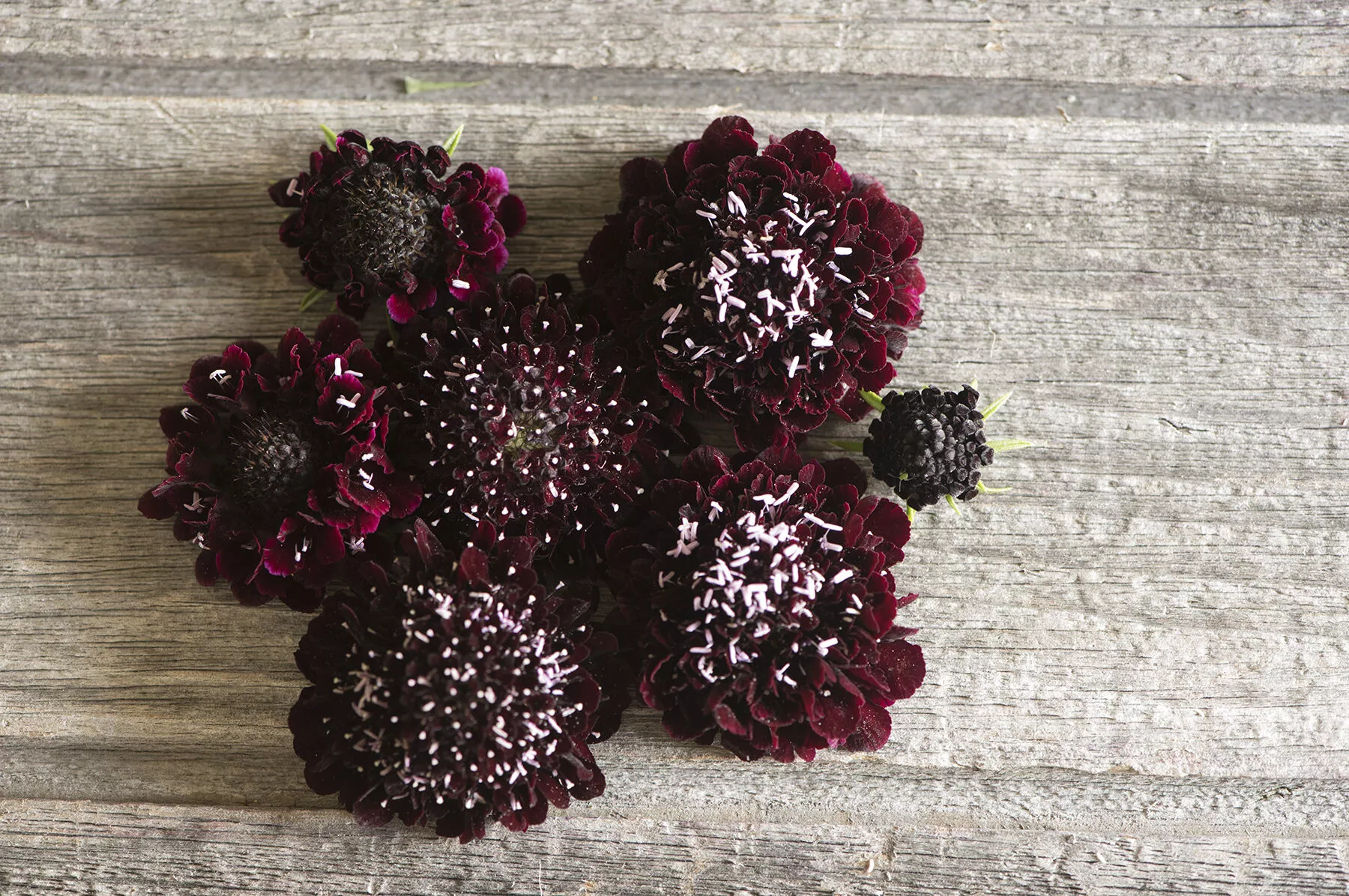 black-knight-scabiosa-seed Black Knight Scabiosa Seed