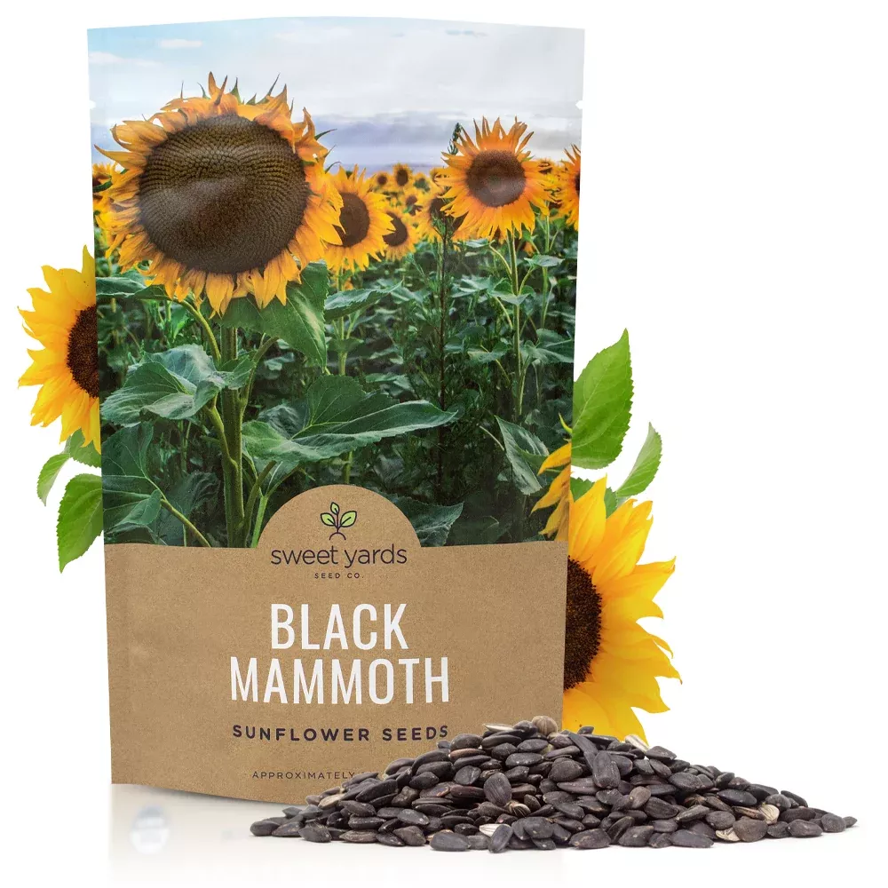 black-mammoth-sunflower Black Mammoth Sunflower
