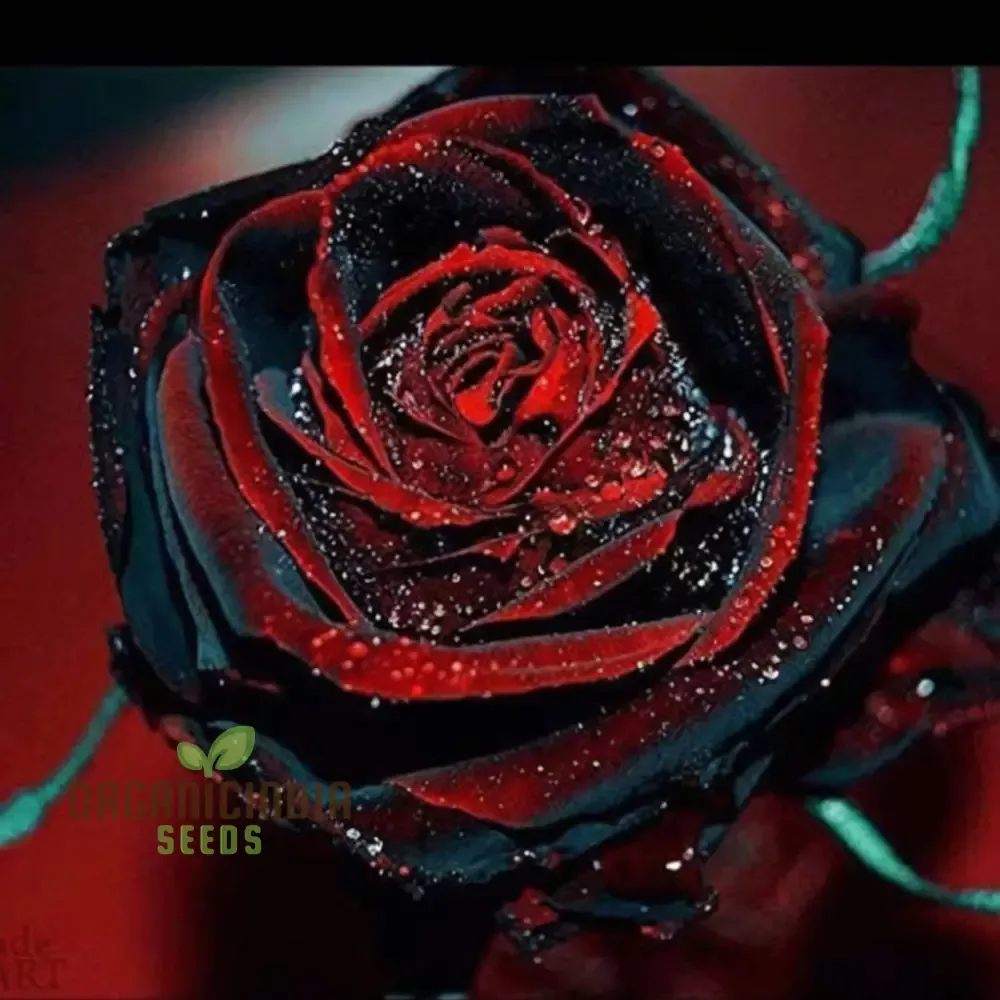 black-rose-seeds-red-edged-unique-garden-blooms Black Rose Seeds – Red-Edged Unique Garden Blooms
