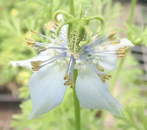 black-seed-nigella-sativa-seeds-organic Black Seed (Nigella sativa) seeds, organic