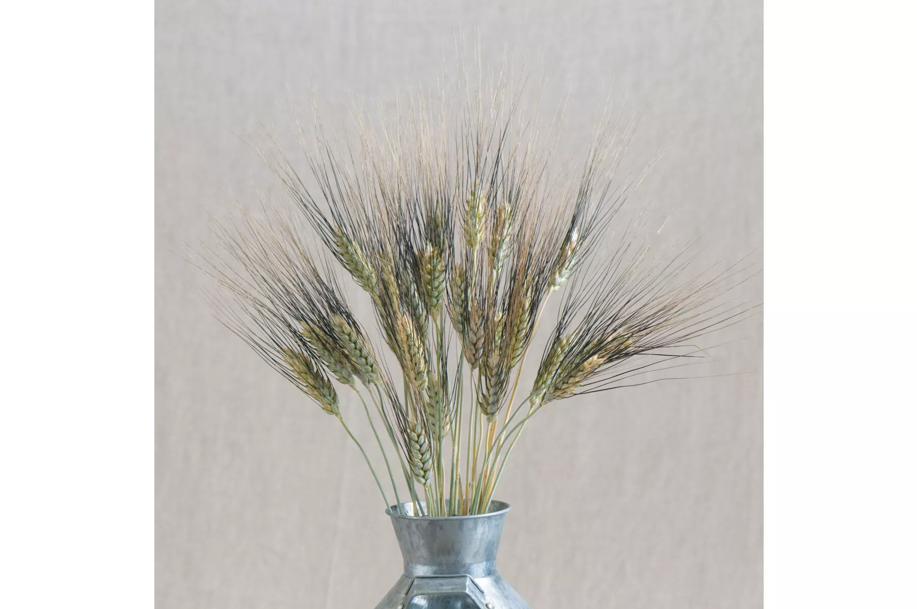 black-tip-wheat-ornamental-grass-seed Black Tip Wheat Ornamental Grass Seed