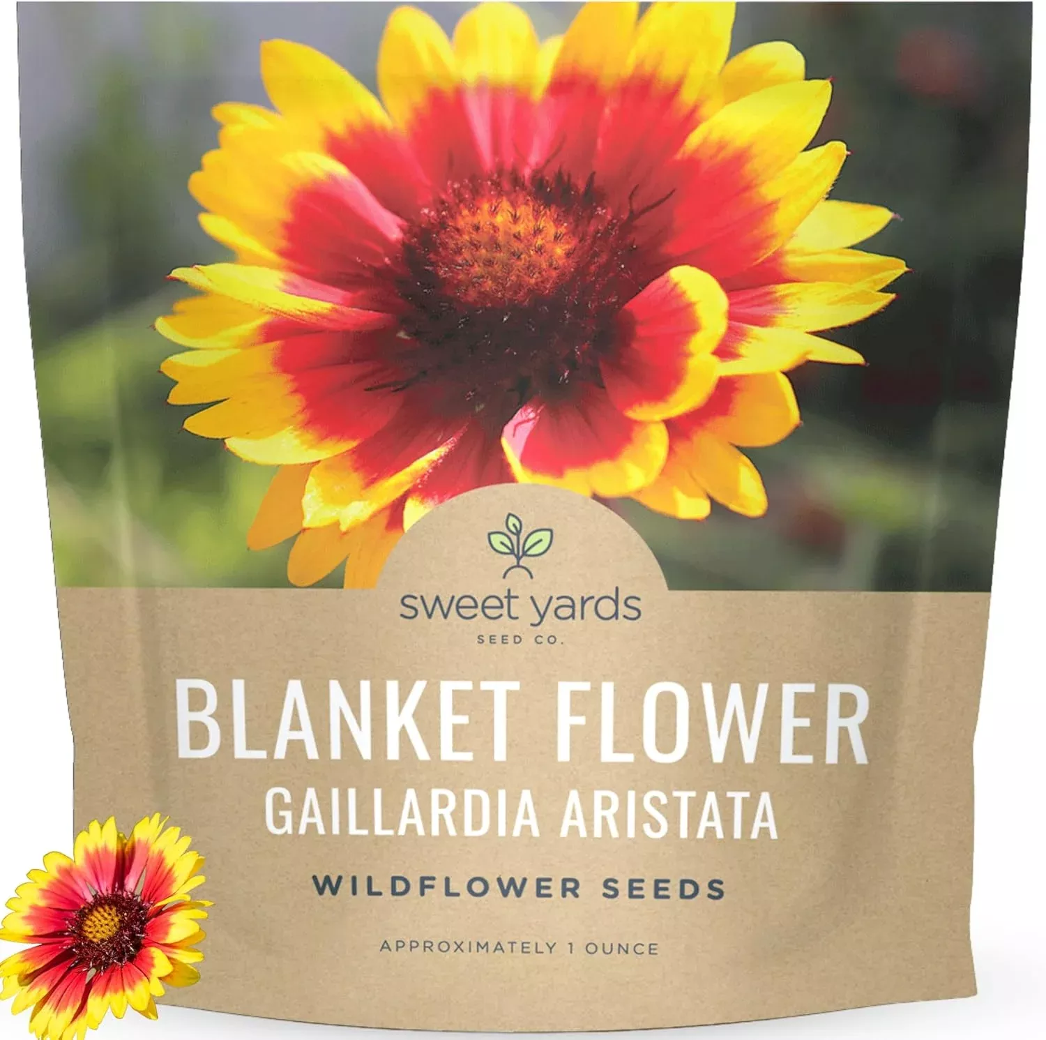 blanket-flower-gaillardia-aristata Blanket Flower – Gaillardia aristata