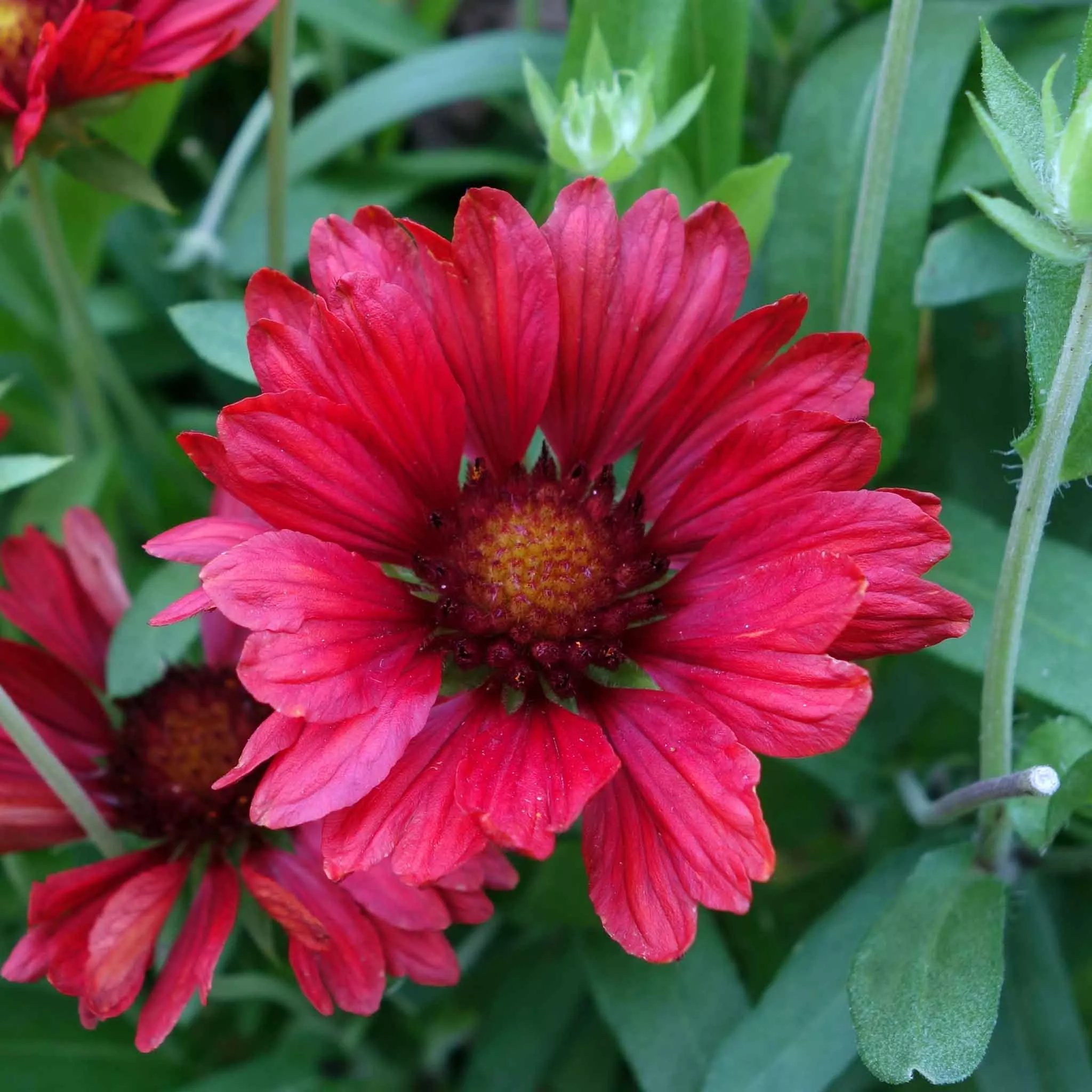 blanket-flower-seeds-burgundy Blanket Flower Seeds - Burgundy
