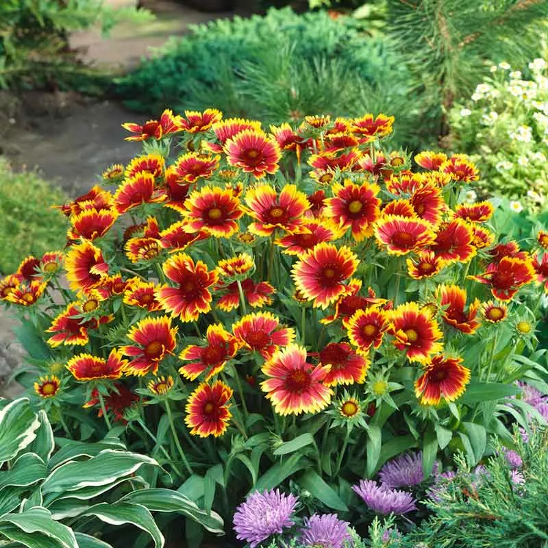 blanket-flower-seeds-dwarf-goblin Blanket Flower Seeds - Dwarf Goblin