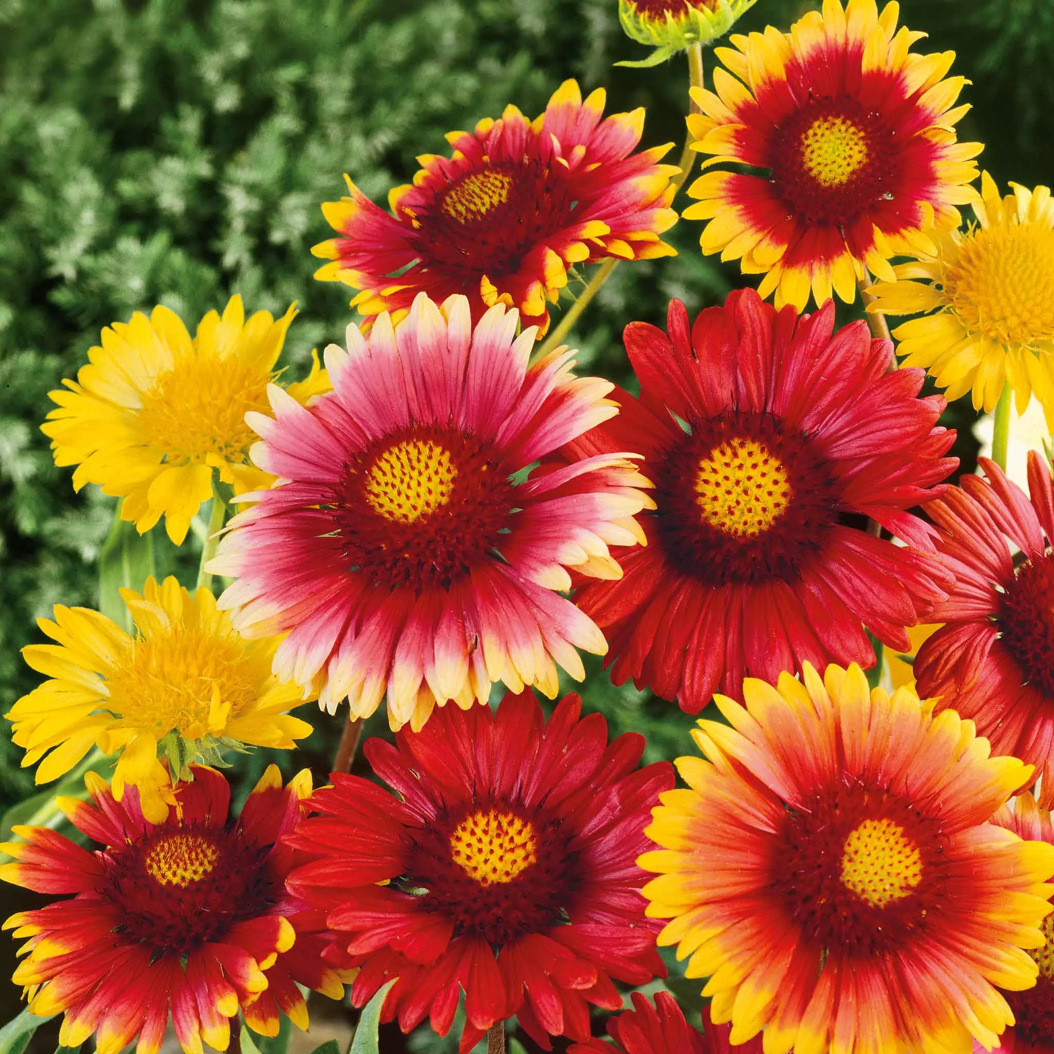 blanket-flower-seeds-single-mix Blanket Flower Seeds - Single Mix