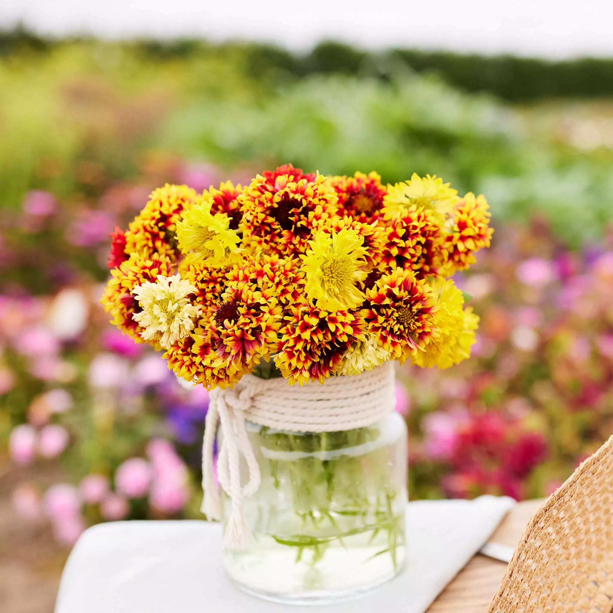 blanket-flower-seeds-sundance Blanket Flower Seeds - Sundance