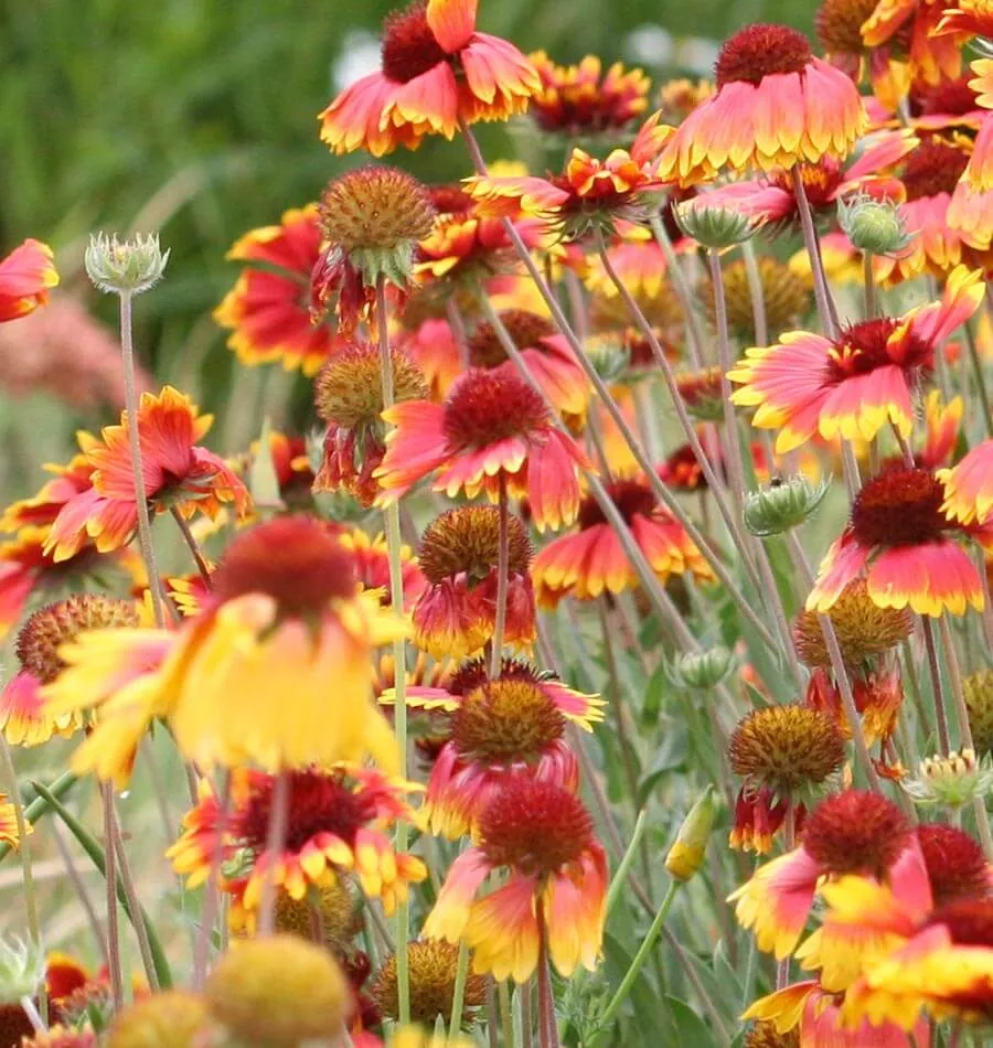 blanketflower Blanketflower
