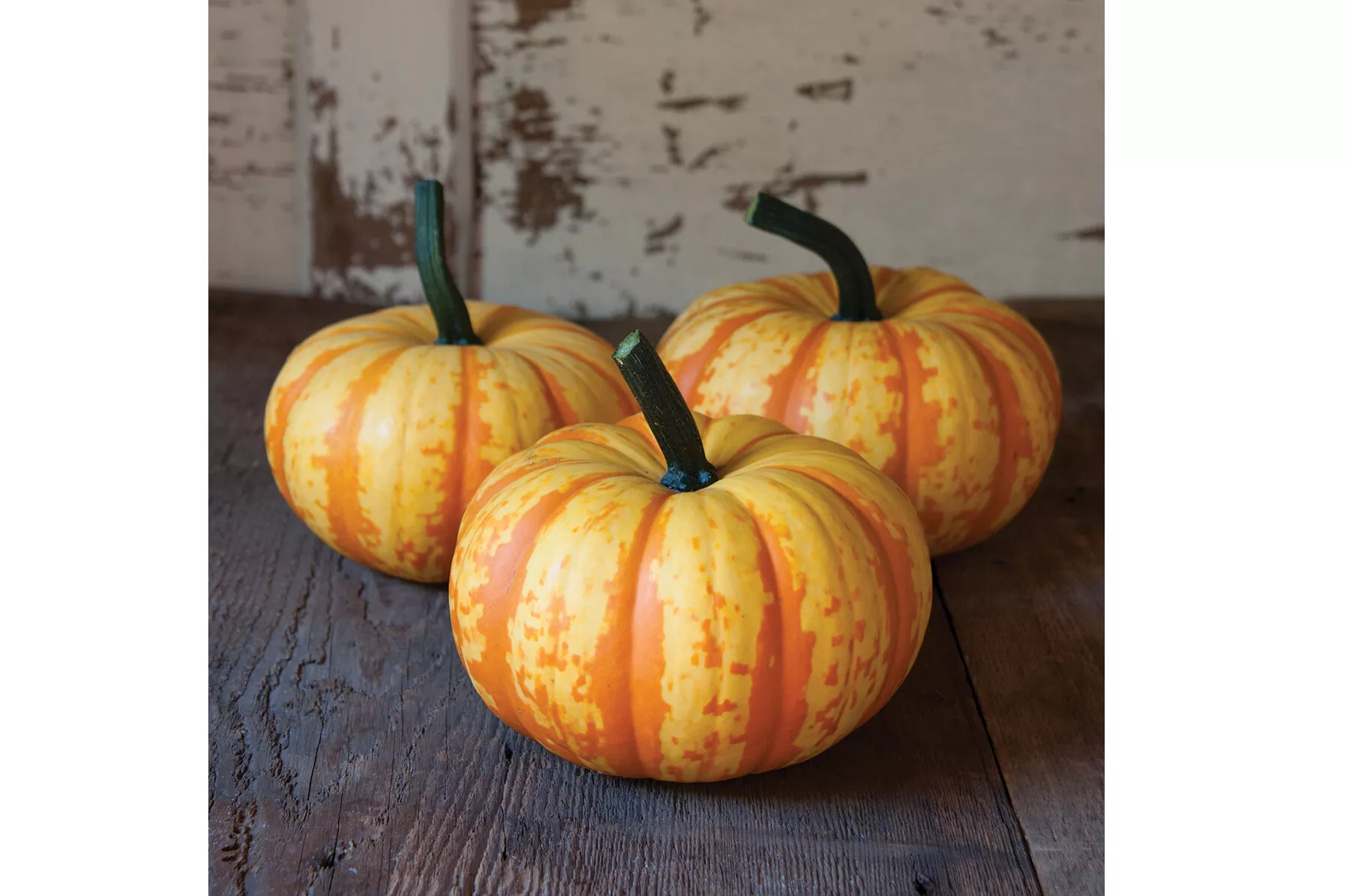 Blaze (F1) Pumpkin Seed
