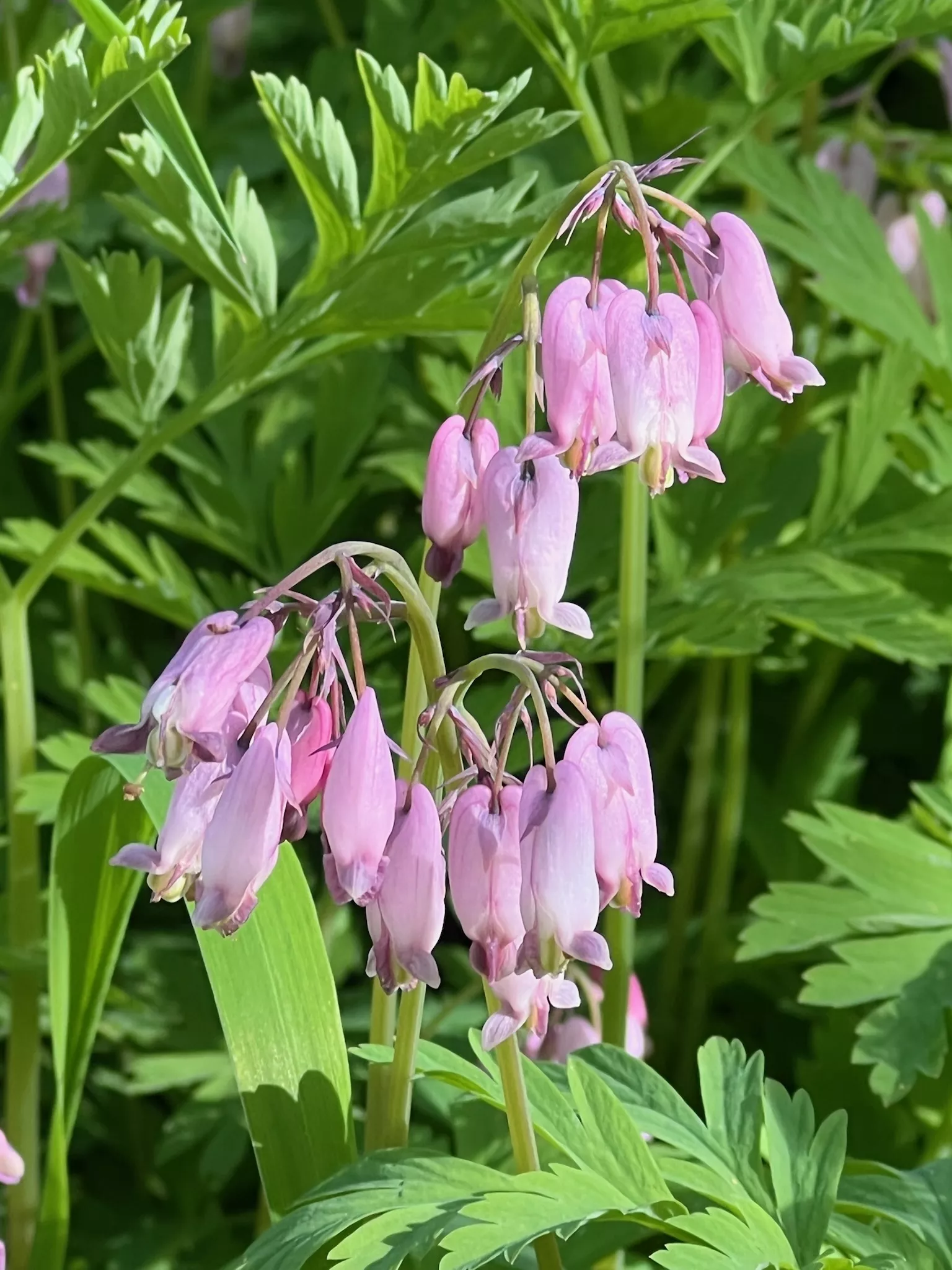 bleeding-heart-pacific-dicentra-formosa-packet-30-seeds-organic Bleeding Heart, Pacific (Dicentra formosa), packet of 30 seeds, organic