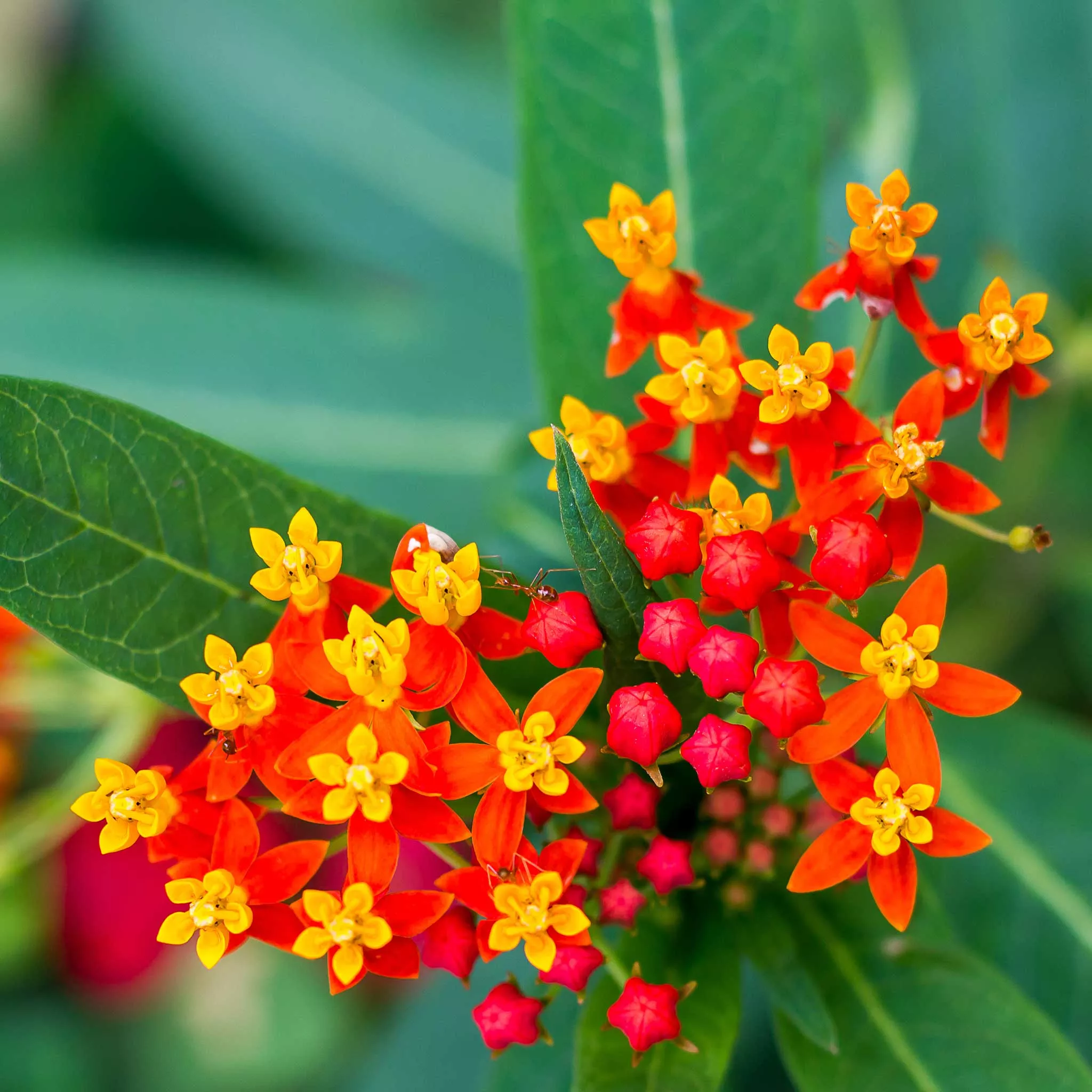 bloodflower-sunset-flower-seeds Bloodflower/Sunset Flower Seeds