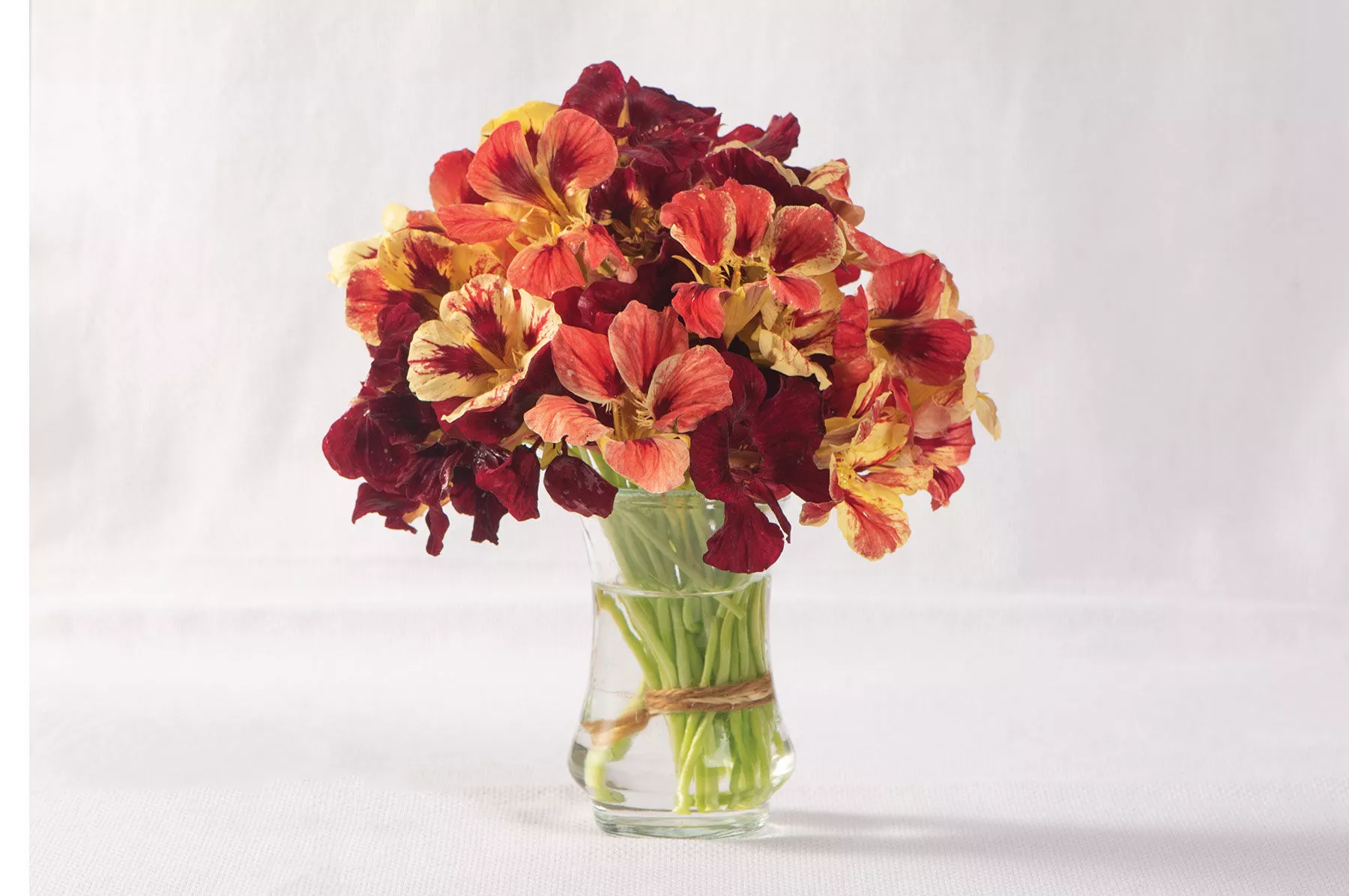 bloody-mary-nasturtium-seed Bloody Mary Nasturtium Seed