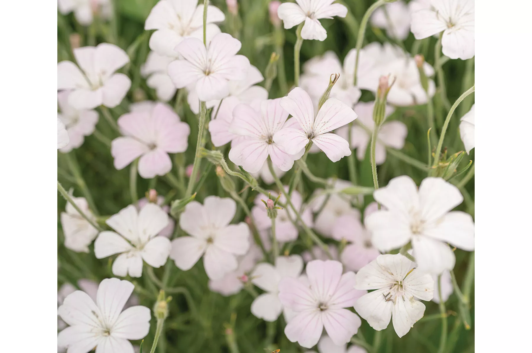 blossom-pearl-agrostemma-seed Blossom Pearl Agrostemma Seed