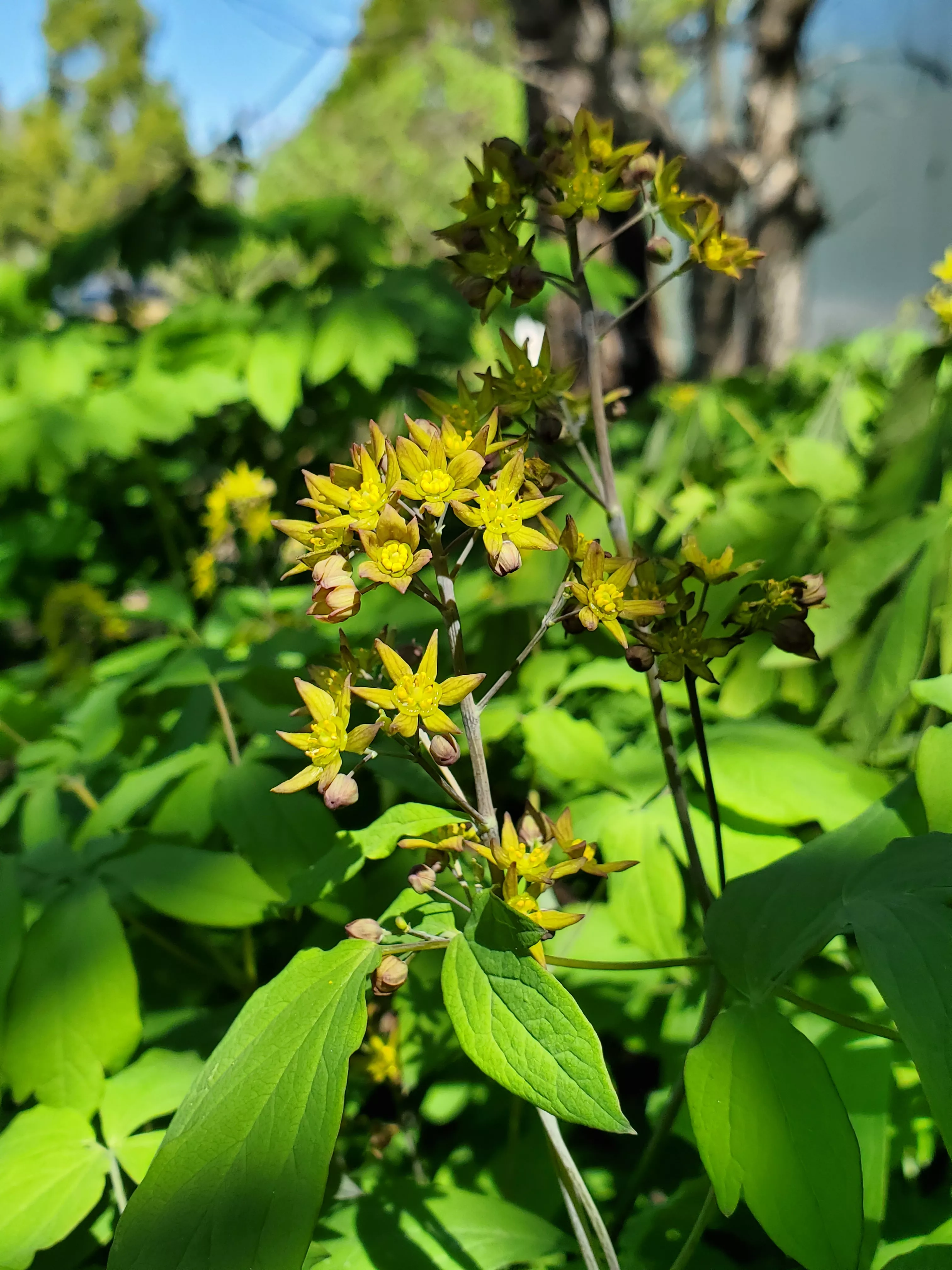 blue-cohosh-caulophyllum-thalictroides-potted-plant-organic Blue Cohosh (Caulophyllum thalictroides) potted plant, organic