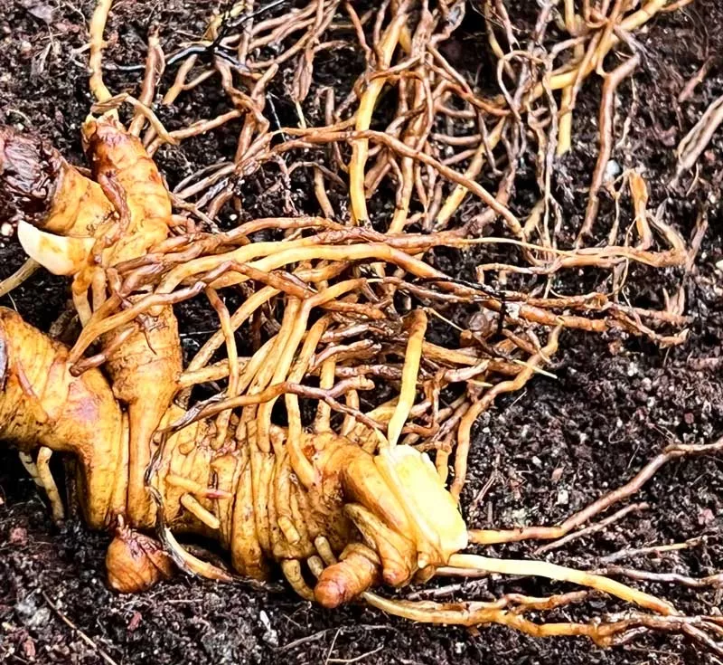 blue-cohosh-live-root-caulophyllum-thalictroides-organic Blue Cohosh Live Root (Caulophyllum thalictroides), organic
